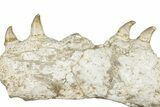 Mosasaur (Halisaurus) Jaw Section with Four Teeth - Morocco #259670-4
